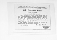 Passalora rosae image